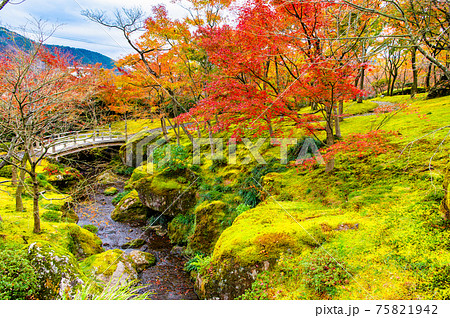 神奈川県 紅葉の箱根美術館 苔庭 神奈川県 紅葉の箱根美術館 苔庭 75821942