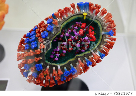 ウィルス イメージ 模型 COVID-19 75821977