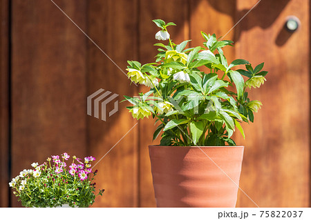 斜光で影のできた扉と玄関先にある鉢植えの観葉植物と花の写真素材 7537