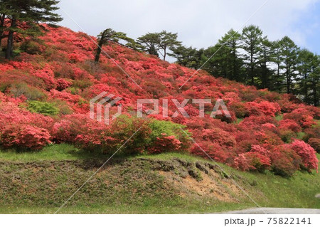 田束山のツツジ群生地の風景　（宮城県南三陸町歌津） 75822141