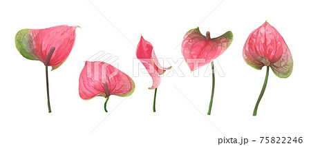 A set of five different Anthurium flowers isolated on a white background 75822246