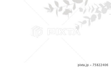白い背景と枝の影で構成された爽やかなイメージの素材 - 複数のバリエーションがあります 75822406