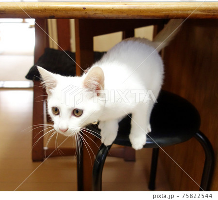 飛びつこうとしている子猫 75822544