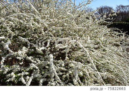 雪柳（ゆきやなぎ） 75822663