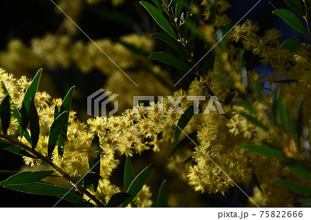 ミモザアカシア（ギンヨウアカシア） 75822666