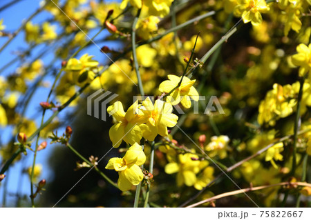 雲南黄梅（うんなんおうばい） 75822667