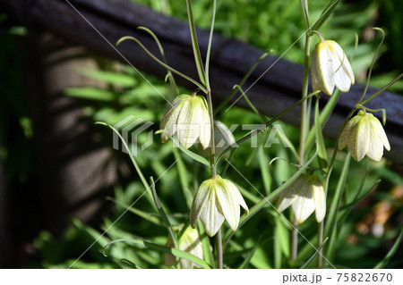 貝母（ばいも） 75822670