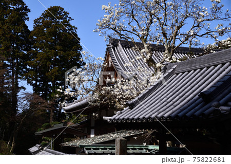 円覚寺の白木蓮 75822681