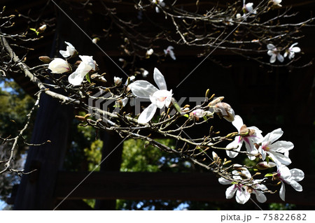 辛夷（こぶし） 75822682