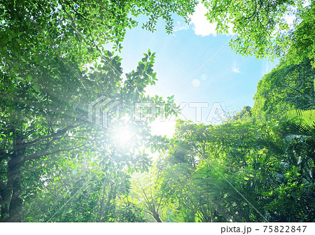 森林と太陽 75822847