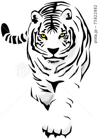 悠々と歩く白虎 75822882