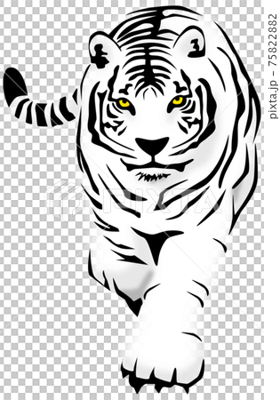 悠々と歩く白虎 75822882