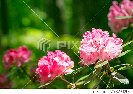 埼玉県　秩父ミューズパーク　シャクナゲ広場 75822898