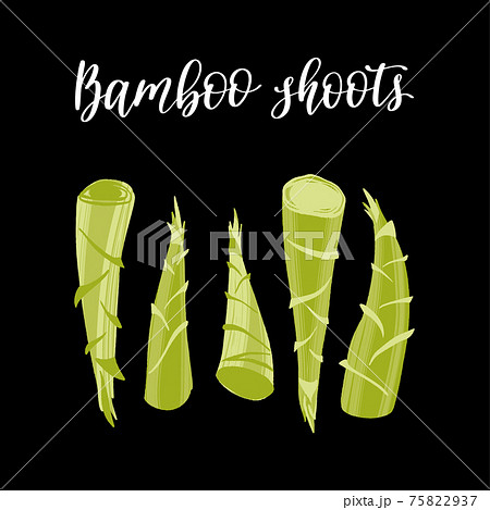 Fresh young bamboo shoots. Healthy nutrition product. 75822937