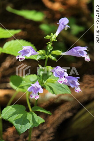ラショウモンカズラ 羅生門葛 の花の写真素材