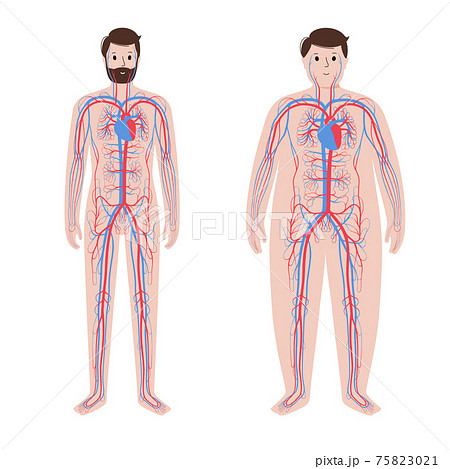 Blood system in obese body 75823021