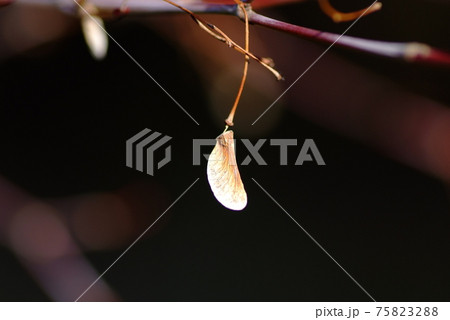 冬を越したもみじの種がぶらぶらとぶら下がるの写真素材 7532