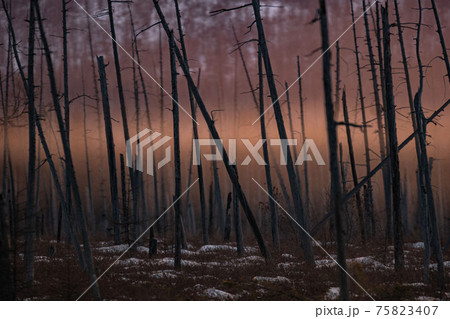 Burnt pine trunks after a forest fire Sunny sunset, evening in the burnt forest. 75823407