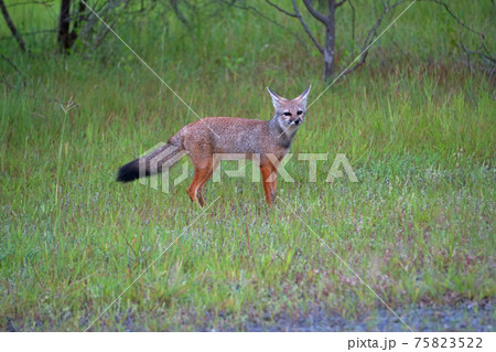 Bengal fox, Vulpes bengalensis,, Khandala, Satara, Maharashtra, India 75823522