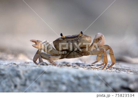 Indian ground crab, Cardisoma carnifex, Satara, Maharashtra, India Indian ground crab, Cardisoma carnifex, Satara, Maharashtra, India 75823534