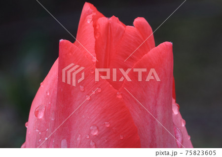 開花寸前のチューリップ 開花寸前のチューリップ 75823605