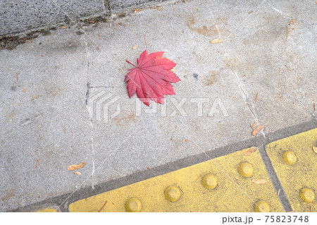 道端の一つの落ち葉 75823748