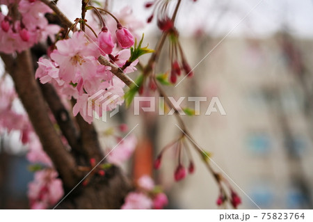 4月に咲く 4月に咲く 75823764