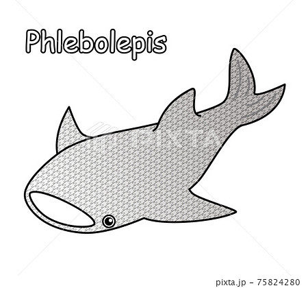 古代魚 フレボレピス Phlebolepis ジンベイザメに似た姿のアゴがない魚 イラスト ベクター 75824280