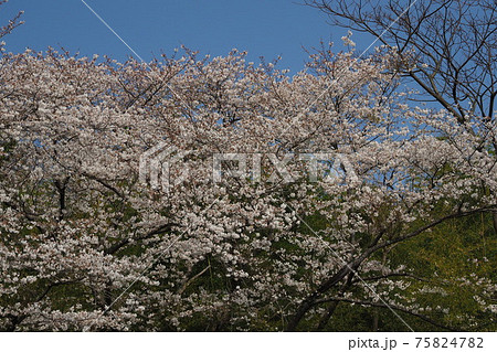 岳ノ木場公園（長崎県大村市） 75824782
