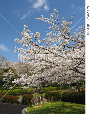 岳ノ木場公園（長崎県大村市） 75824791