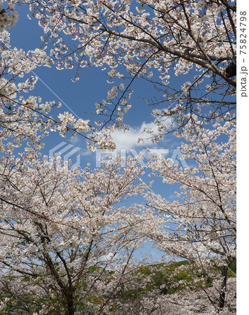 岳ノ木場公園(長崎県大村市) 岳ノ木場公園(長崎県大村市) 75824798
