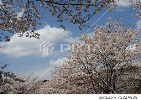 岳ノ木場公園(長崎県大村市) 岳ノ木場公園(長崎県大村市) 75824808