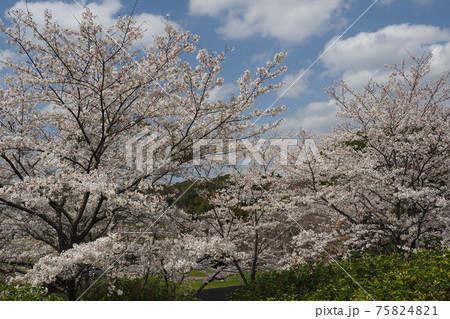岳ノ木場公園（長崎県大村市） 75824821