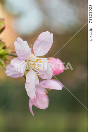 台湾 桜 さくら 75825028