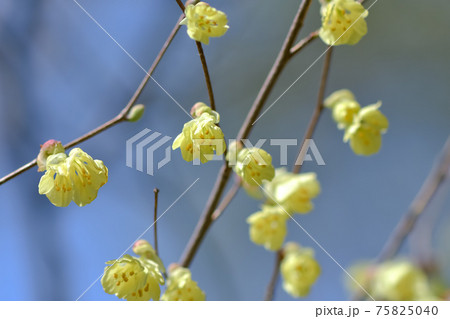 日向水木 75825040