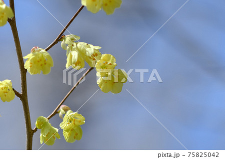 日向水木 75825042