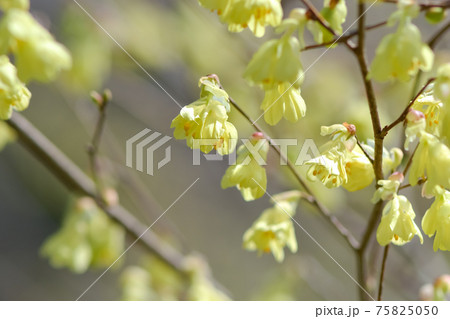 日向水木 日向水木 75825050