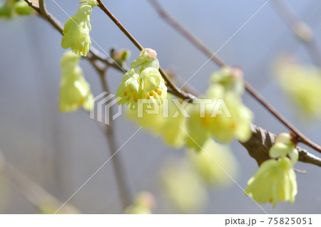 日向水木の写真素材