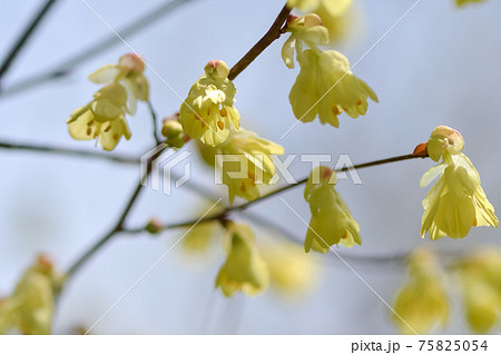 日向水木 75825054