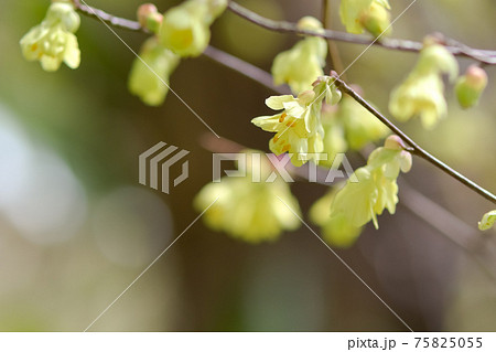 日向水木の写真素材