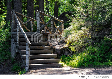 Forest stairs. 75825069