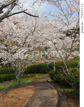 岳ノ木場公園（長崎県大村市） 75825171