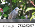 ヒヨドリ 75825257