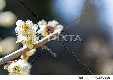晴れの日の「堤梅団地」の梅の花 宮城県大河原町 晴れの日の「堤梅団地」の梅の花 宮城県大河原町 75825350