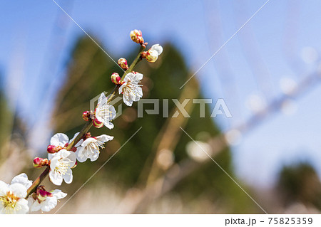 晴れの日の 堤梅団地 の梅の花 宮城県大河原町の写真素材