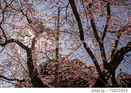 快晴の下、咲き誇る香積院の枝垂れ桜 快晴の下、咲き誇る香積院の枝垂れ桜 75825910