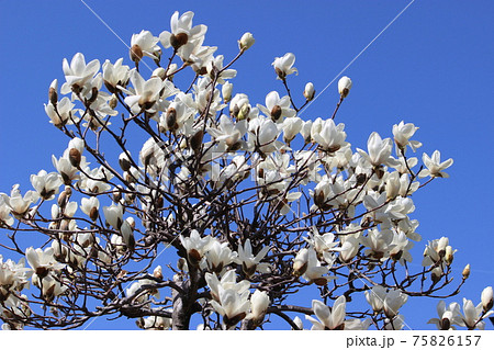 モクレン 75826157