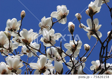 モクレン 75826158