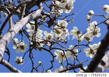 モクレン モクレン 75826159