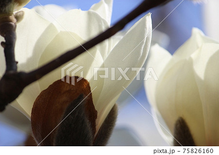 モクレン 75826160